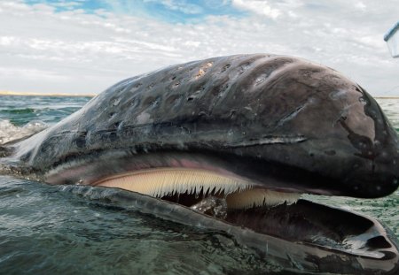 Big Whale - whale, people, entertainment, ocean, other, animals