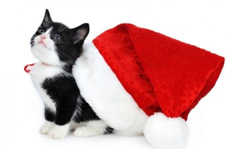 christmas kitten - nice, xmas, marvellous, cap, animals, christmas kitten, kittens, great, wonderful, super, amazing, pretty, cute, christmas cap, skyphoenixx1, adorable, cat, kitty, santa cat, wallpaper, stunning, outstanding, kitten, christmas, picture, cats, beautiful, animal, sweet, awesome, fantastic