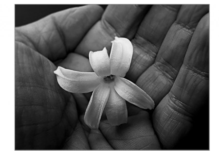 So fragile we are... - fragile, are, hand, flower, we