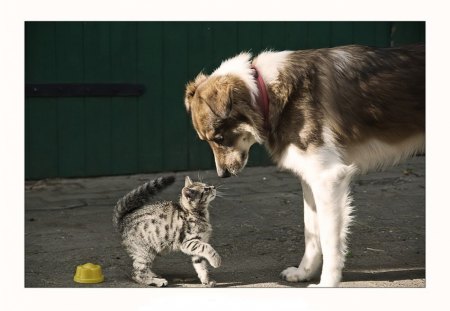 ....hello?!! - cat, hello, friends, dog