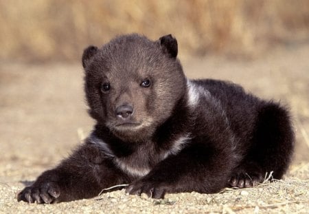 Who wants me? - cub, brown, toy, christmas, bear, fur, animal, teddy, cute, grizzly, little