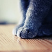 Grey Paws