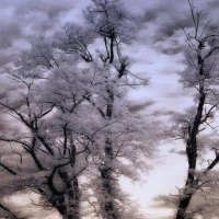 " Grey Winter's Day "