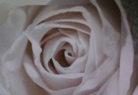 White Rose - blooms, white, nature, rose, flower