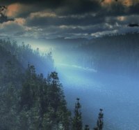 fog over a river in a forest