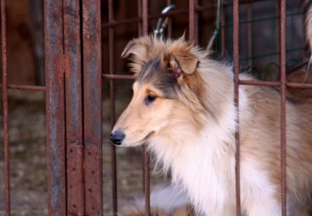 Let Me Out - dog, gate, collie, brown