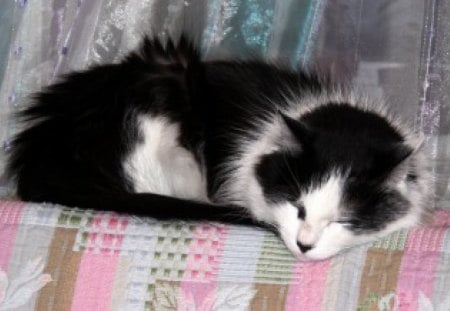 Catnapping - cat, white, black, sleeping