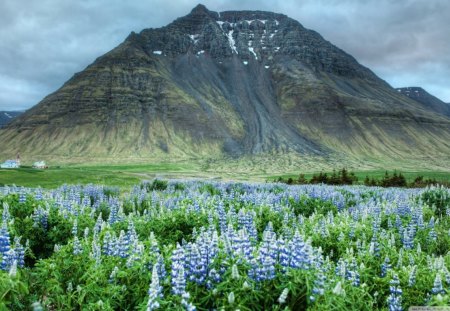 Lupin Flowers Field - field, flower, mountain, lupin