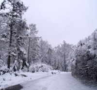 Winter Forest Road