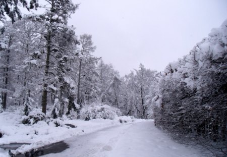 Winter Forest Road - grayscale, forest, winter, road