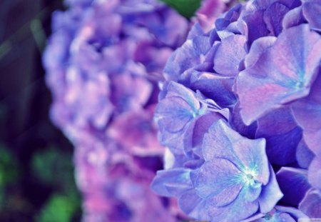 Nature - color, hydrangea, lovely, purple