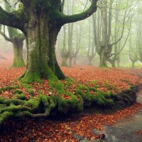 Mist in the autumn forest