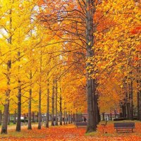 benches under the trees