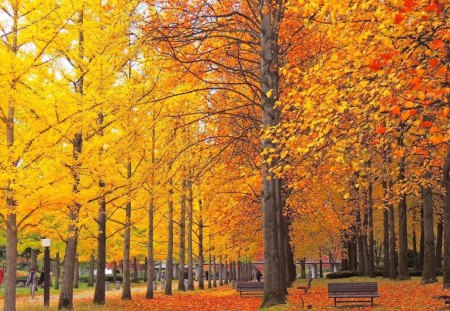 benches under the trees - benches, trees, under, autum