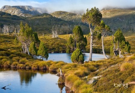 small gaps - small, gaps, lakes, tree