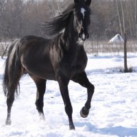 Stallion Enjoying Snow