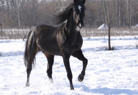 Stallion Enjoying Snow - winter, stallion, black, snow