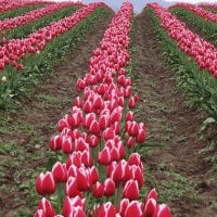 field of tulips