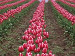 field of tulips