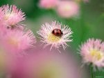 ladybug on flower