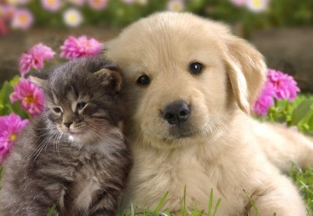 Kitty Puppy love - adorable, puppy, sweet, cute, kitten