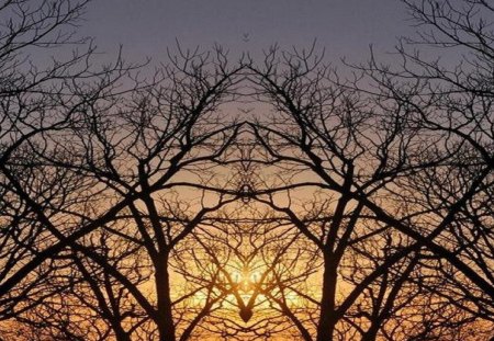 What do you see? - trees, branches, sunset, sky