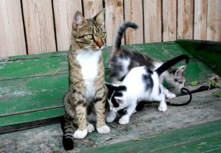 Sweet Family - tabby, kittens, playing, cat