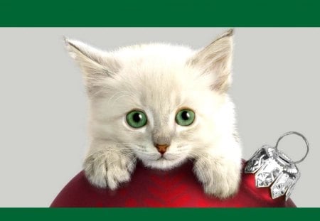 Christmas kitten - kitten, cute, chrismas, ornament, cat