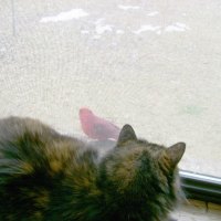 cat watching a bird