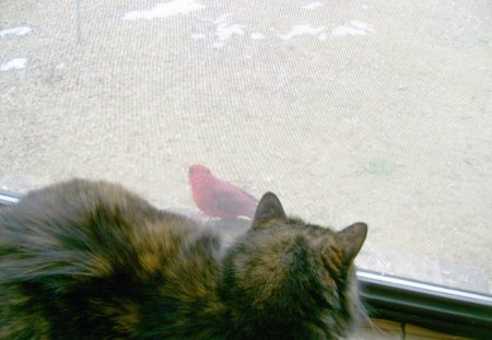 cat watching a bird - cute, with a bird, funny, cat