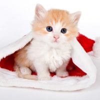 cat and hat of Santa Claus