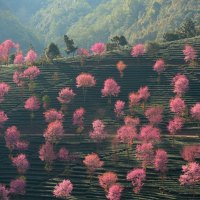 pink trees in china