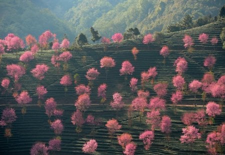 pink trees in china - nature, field, trees, cool