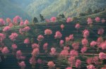 pink trees in china