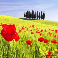 poppies and trees from the island