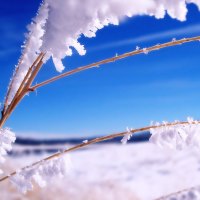 branch in frost