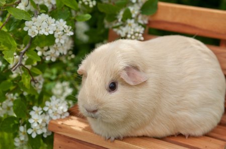 Guinea-Pigs - pigs, cute, animal, guinea