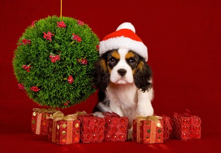 Christmas Dog - pretty, magic, gifts, dog, holiday, xmas, face, merry christmas, ball, beauty, colors, white, new year, cute, gift, bow, animals, eyes, dog face, paws, dogs, red, magic christmas, ribbon, christmas dog, box, puppy, hat, happy new year, balls, beautiful, puppies, lovely, sweet, christmas, adorable