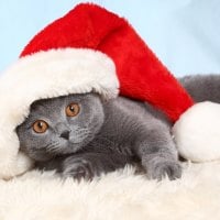 Christmas Cat