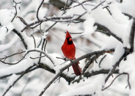 áƒ¦.Waiting Christmas.áƒ¦ - greeting, christmas, scenery, bright, photography, cardinal, pairs, couple, white tree, frosty, winter, cool, chic, xmas, winter time, lovely, colors, snow, seasons, cute, frozen, holidays, party time, nature, colorful, new year, festival, pretty, snowflakes, beauty, christmas trees, branches, brave, single, waiting christmas, celebrations, spark, scene