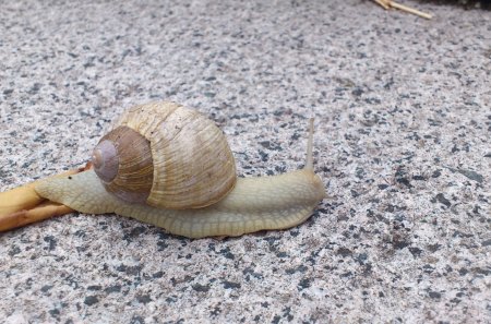 snail - snail, little, nice, green