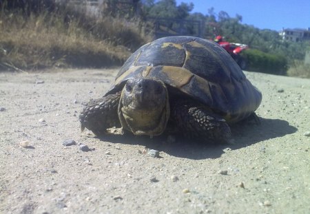 Turtle in Amoliani,Greece - fun, old, turtle, nice