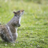 Cute Funny Squirrel