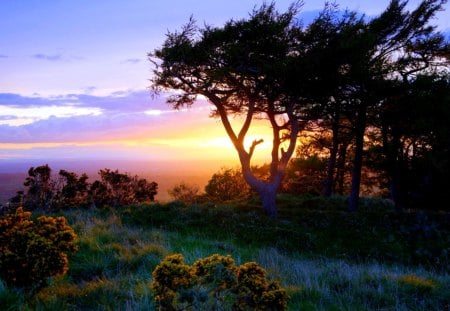 SUNSET - landscape, sunset, nature, tree