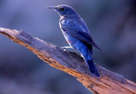 CUTE BIRDIE - cute, bird, branch, blue