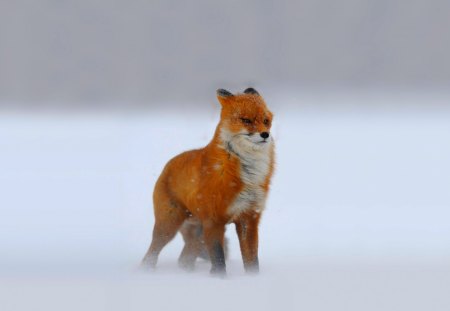 AGAINST the WINTER WINDS - winter, wind, red fox, snow