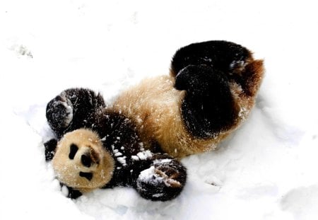 SNOW FUN - panda, snow, fun, winter