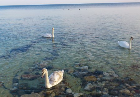 swans in black sea near nesebar,bulgaria - nessebar, swans, nesebar, swan, black sea, bulgaria