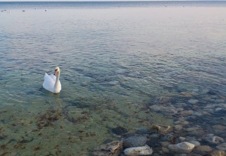 swan in black sea - swan, black sea, bulgaria, nesebar