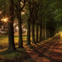 gorgeous avenue of trees